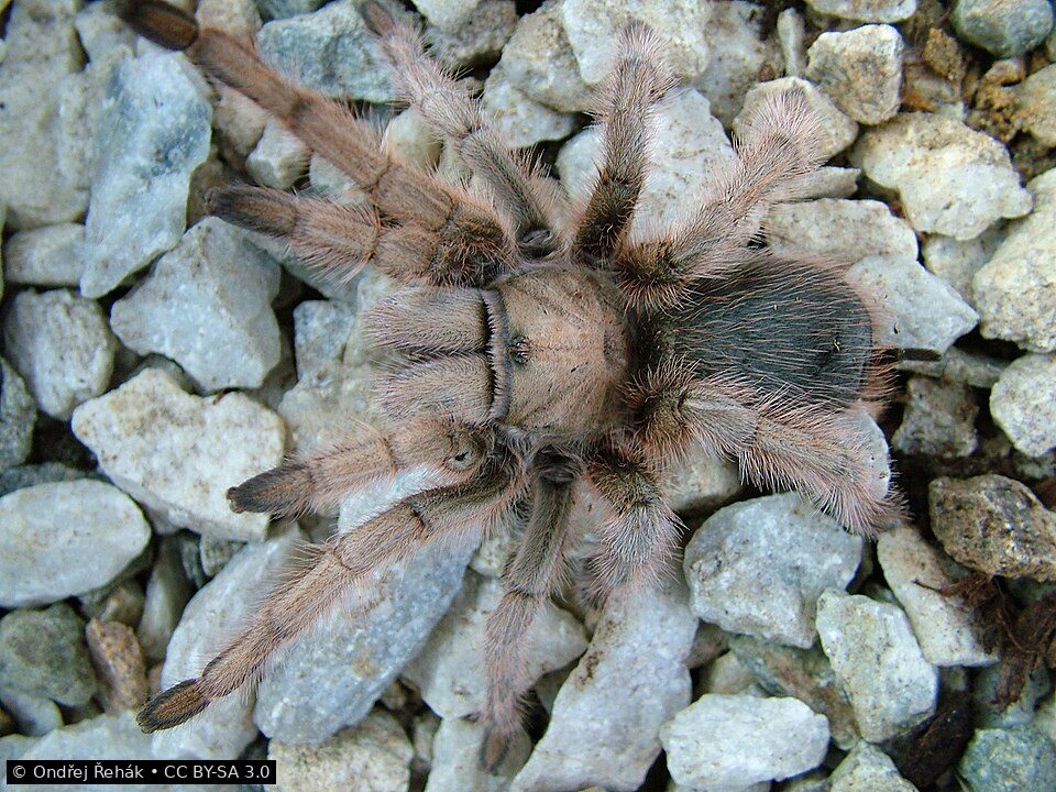 Arizona blonde tarantula