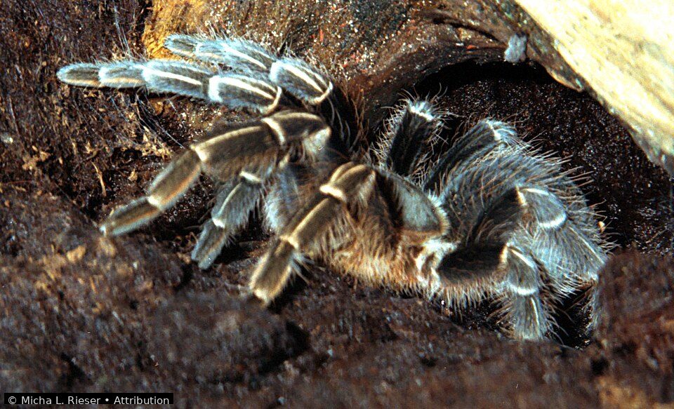 Costa Rican zebra tarantula