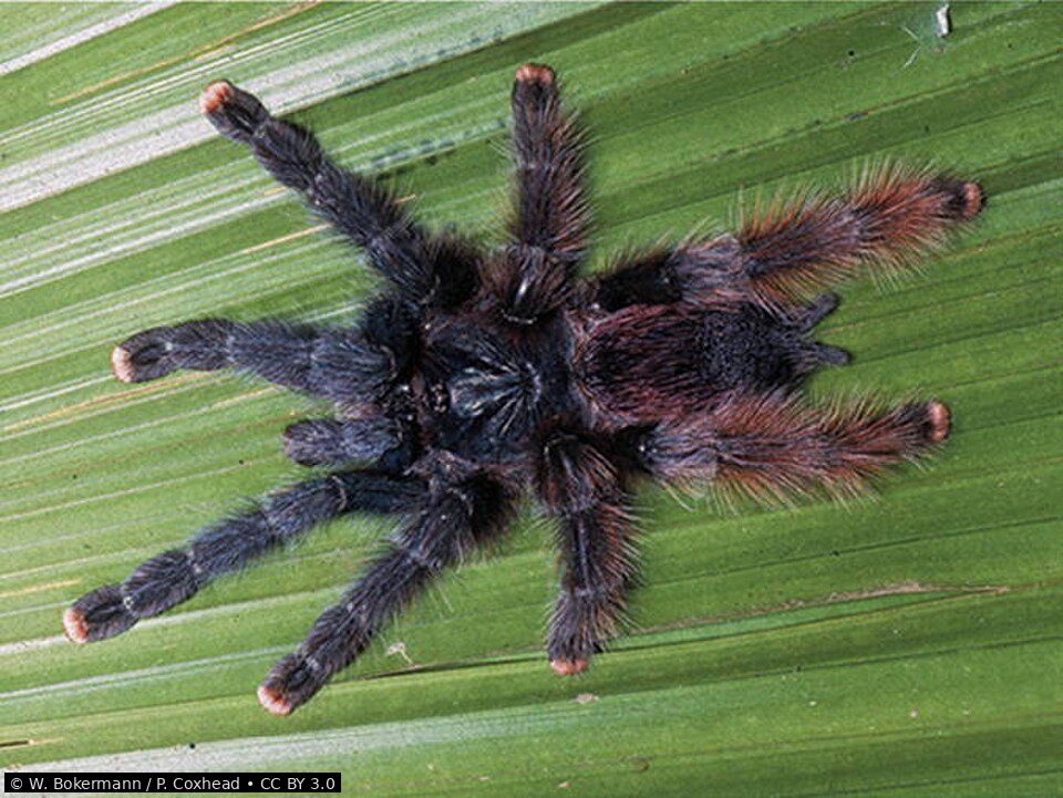 Pinktoe tarantula