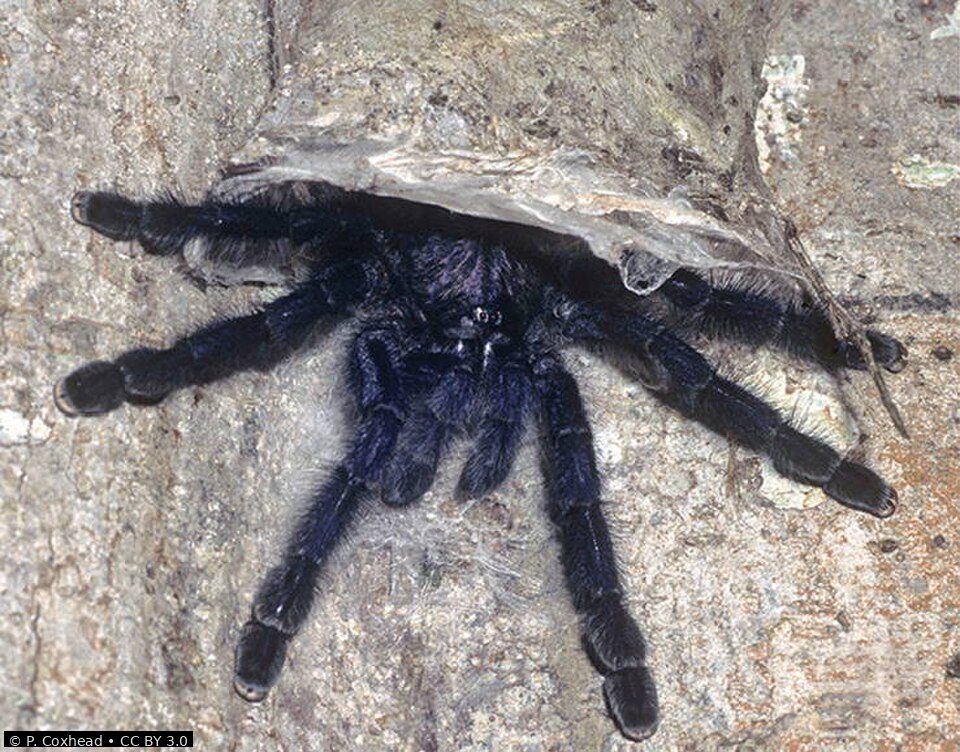 Purple pinktoe tarantula