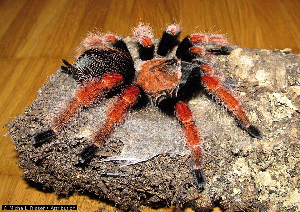 Mexican fireleg tarantula