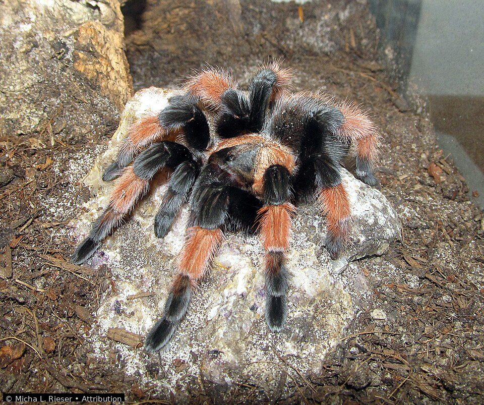 Mexican redleg tarantula