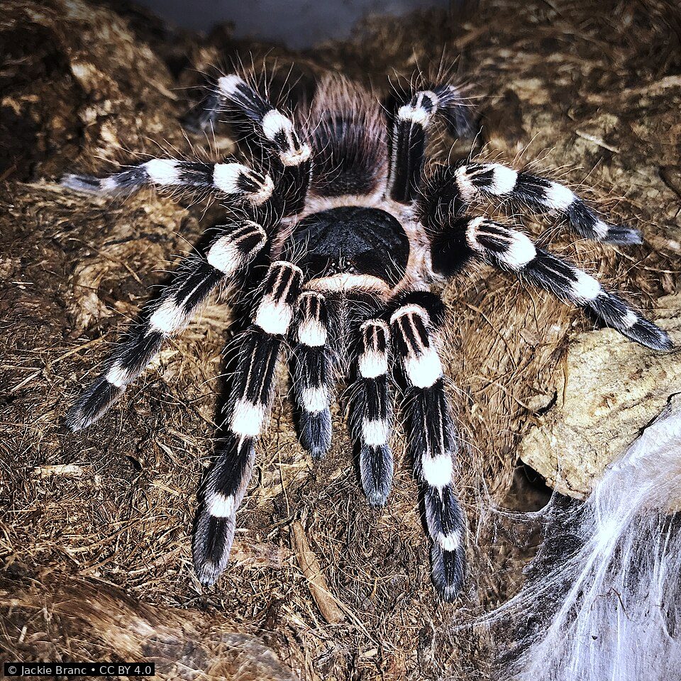 Brazilian white knee tarantula (Acanthoscurria geniculata), a classic beginner New World species