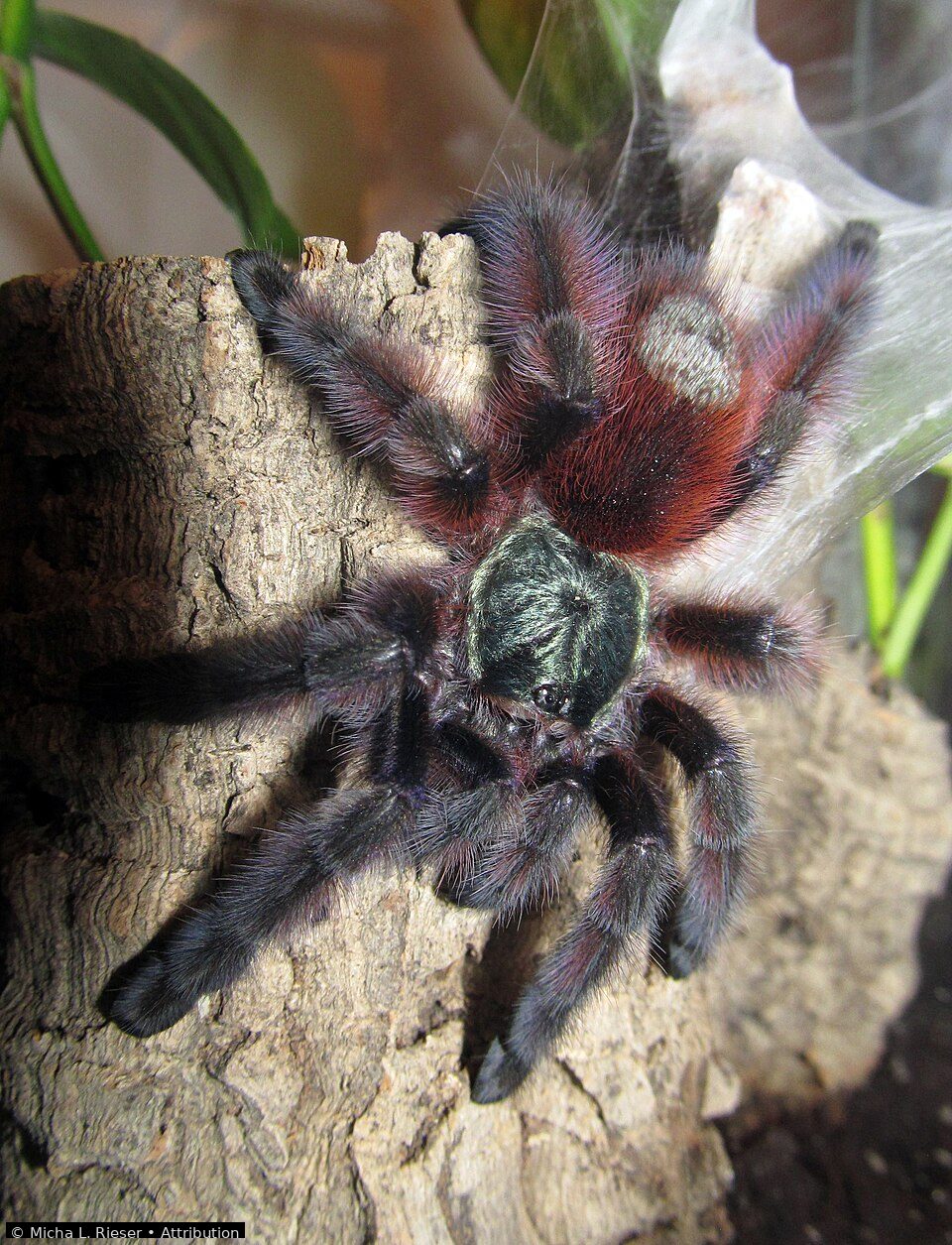 Antilles pinktoe tarantula