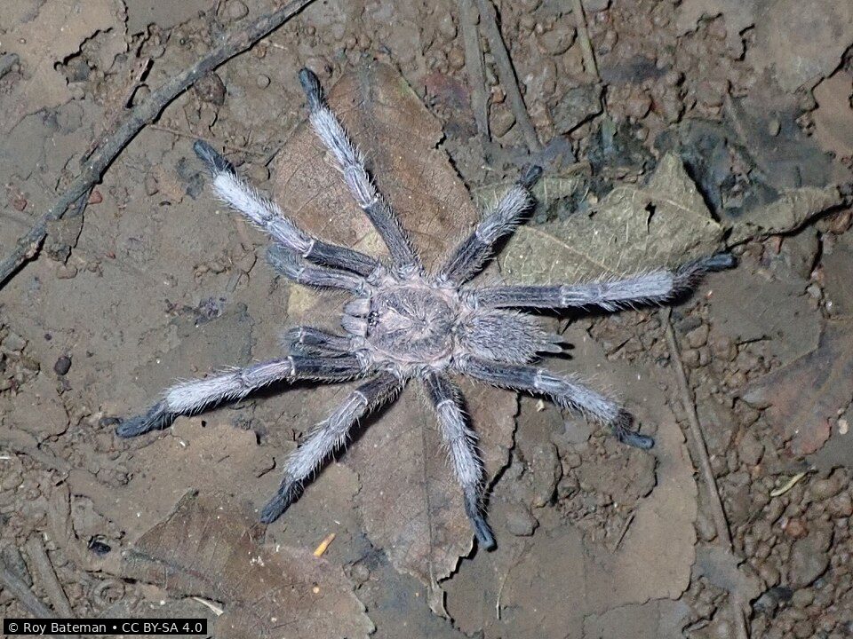Blue earth tiger tarantula