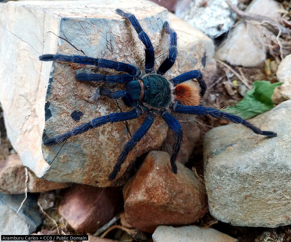 Green bottle blue tarantula