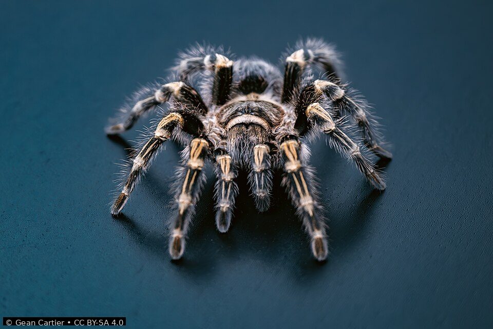 Chaco golden knee tarantula
