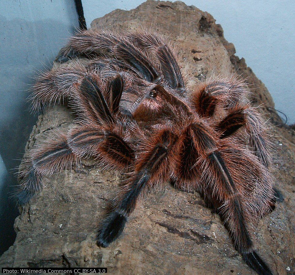 Chilean rose tarantula