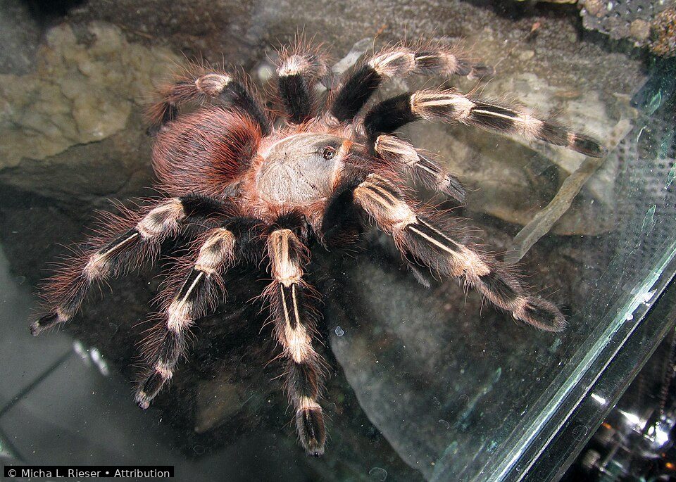 Brazilian red and white tarantula