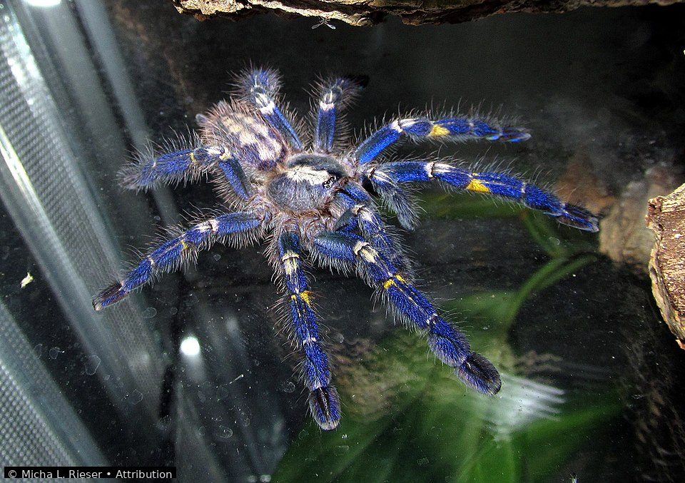 Gooty sapphire ornamental tarantula