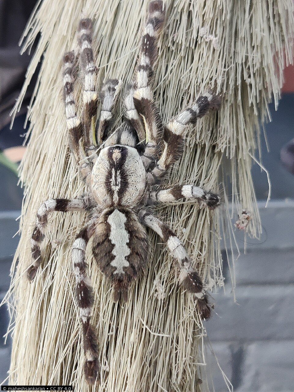 Indian ornamental tarantula