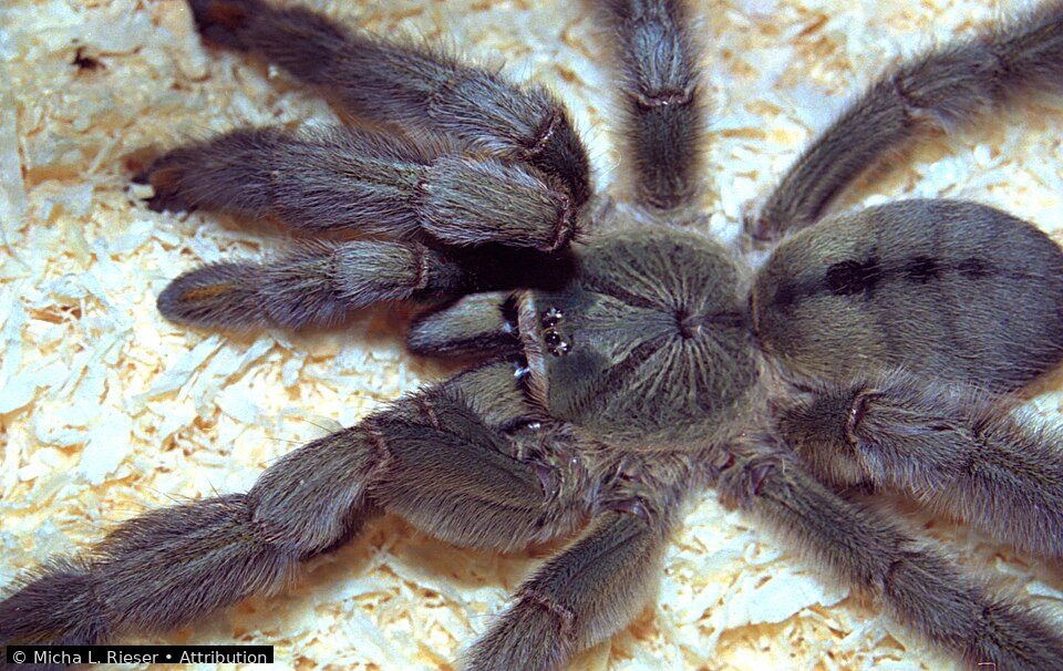 Trinidad chevron tarantula