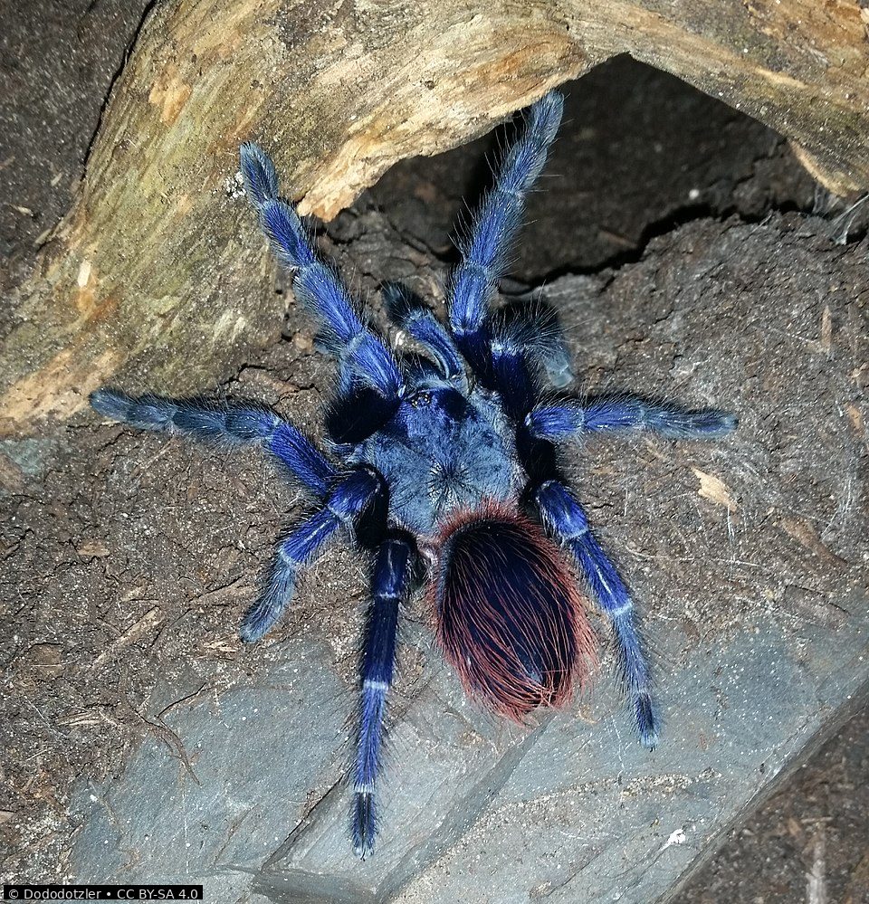 Brazilian blue tarantula
