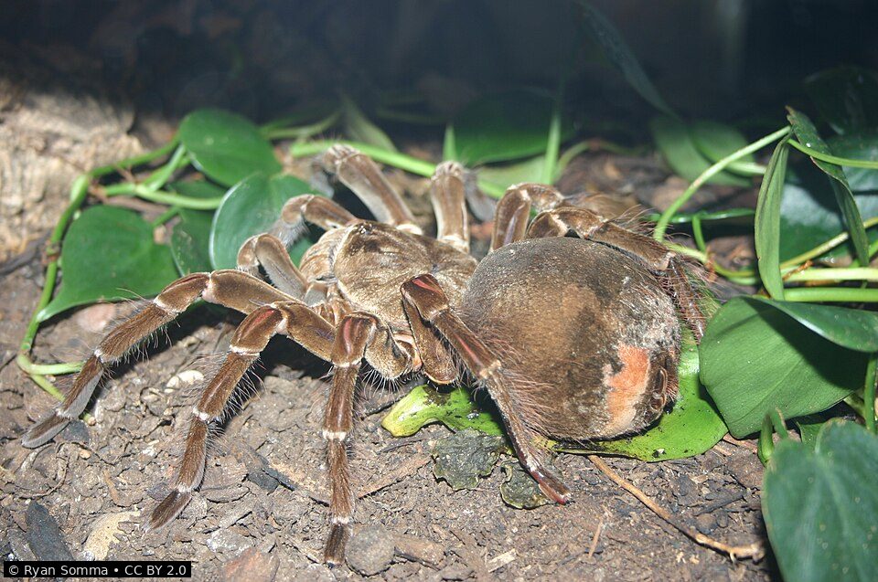 Goliath birdeater tarantula