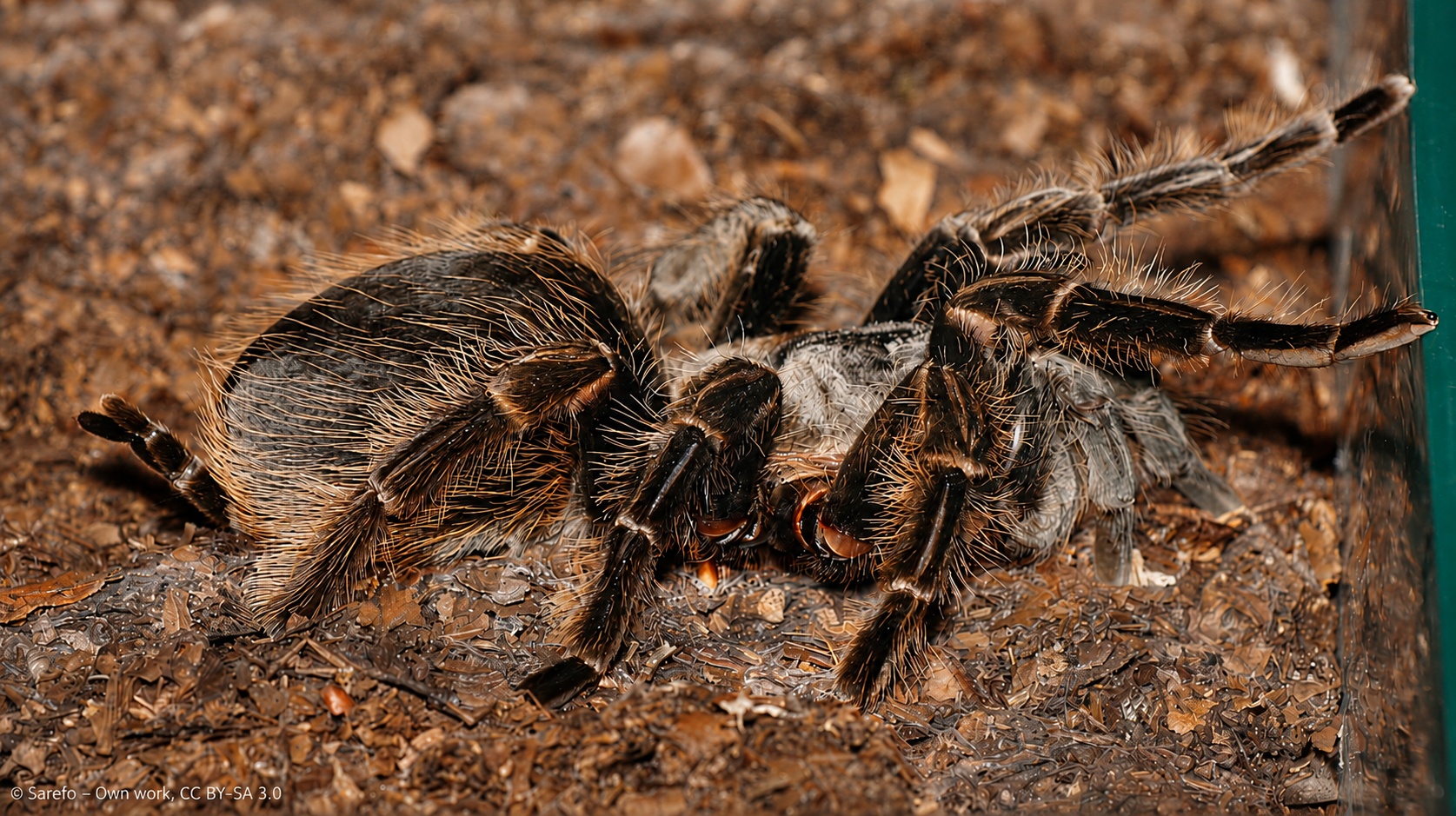 Curly hair tarantula