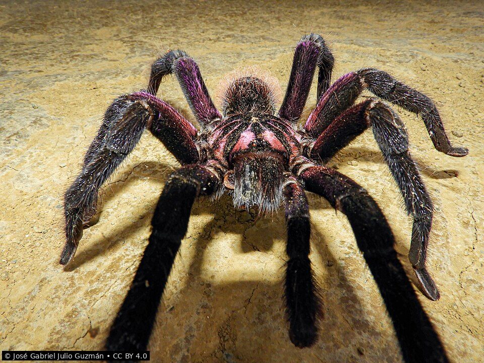 Colombian lesserblack tarantula